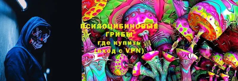 Псилоцибиновые грибы Psilocybe  Чехов 